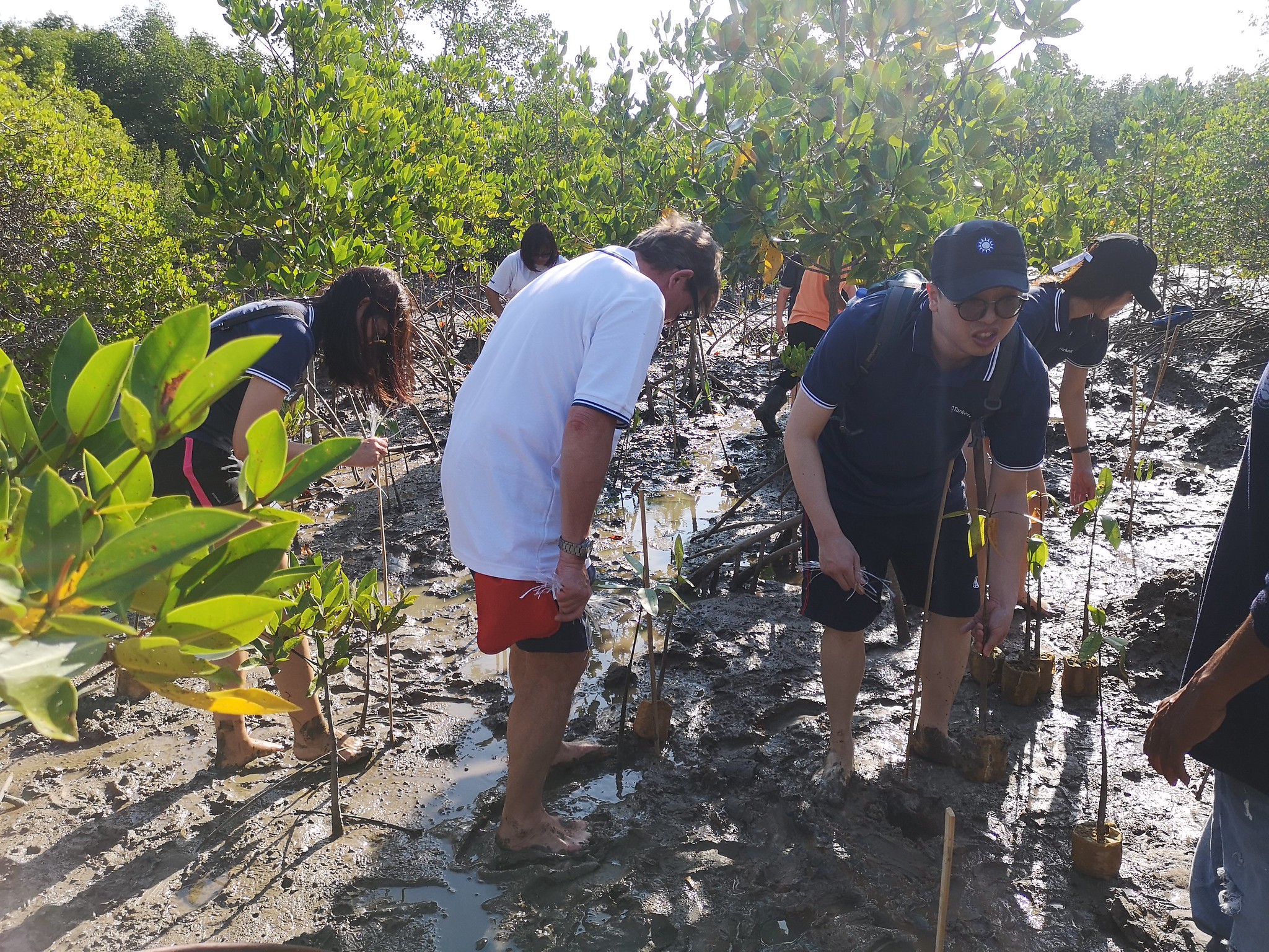 Participants took part in a mangrove reforestation project, planting new mangrove trees in designated conservation areas