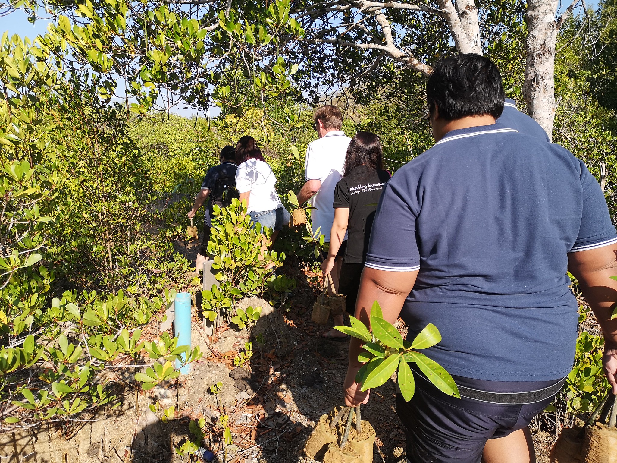 Mangrove Planting & Turtle Care - Tarkett Corporate Responsibility Initiative - December 2020 - Phuket