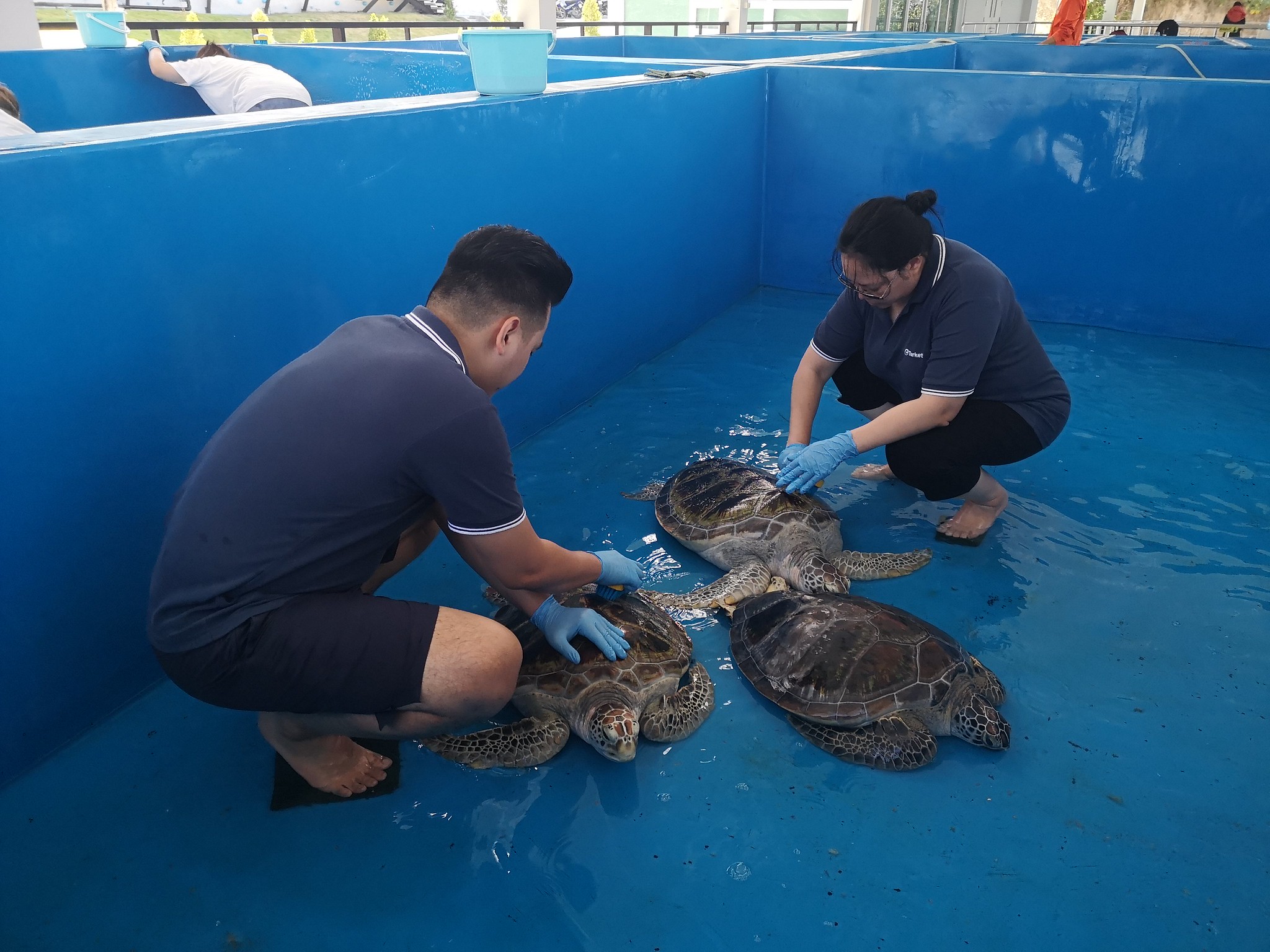 Purpose-Driven CSR Team Building in Phuket Group of corporate participants carefully cleaning and caring for sea turtles in a conservation pool.