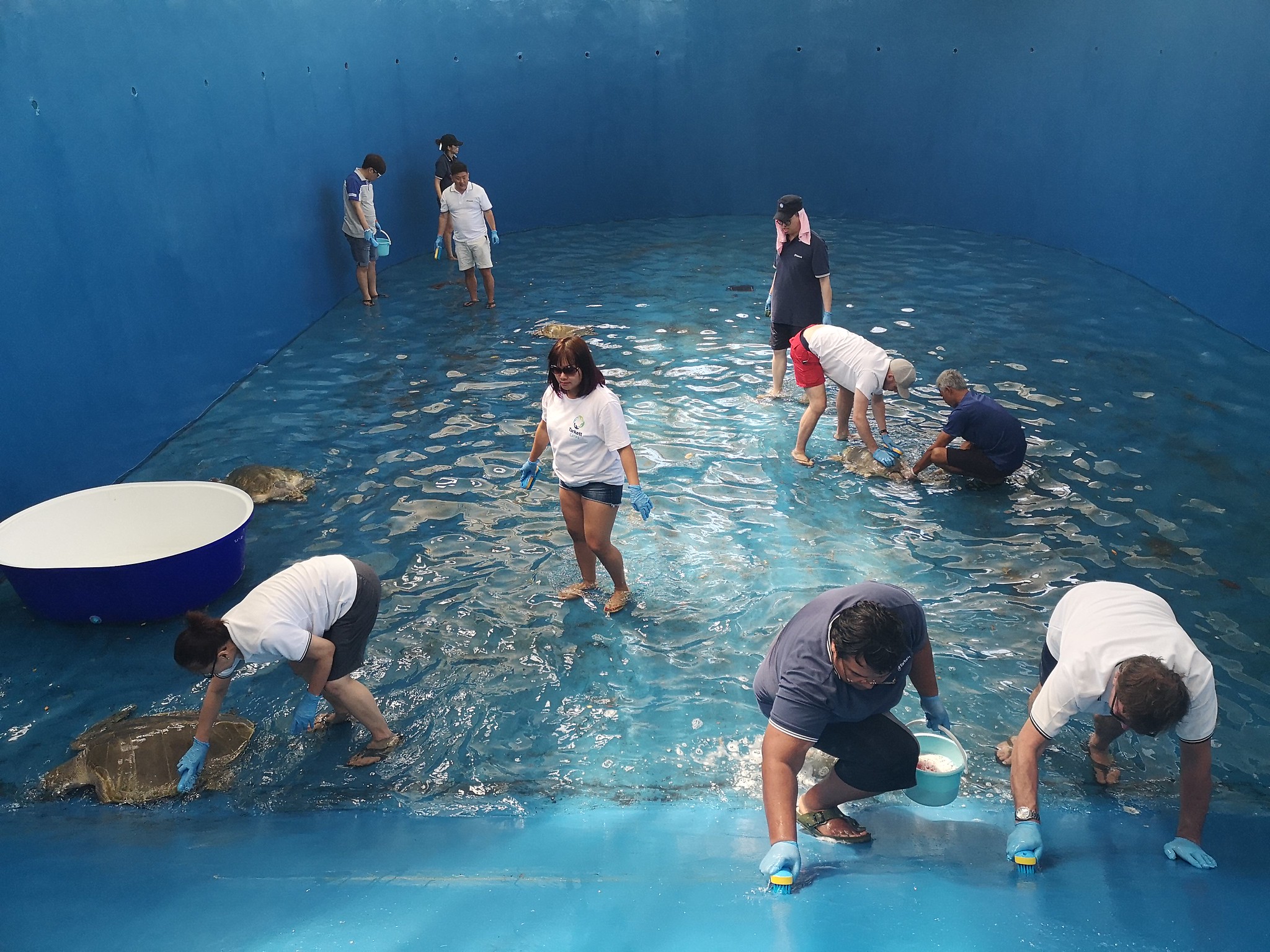 Turtle Care Program Responsibility, Precision, and Empathy Corporate team members standing in a marine conservation pool holding a rescued sea turtle during a team-building activity.